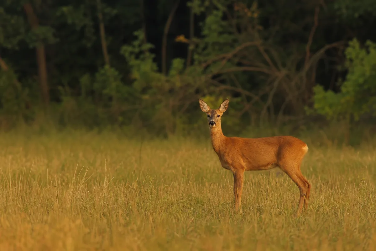 Chevreuil observé à distance dans une clairière au crépuscule