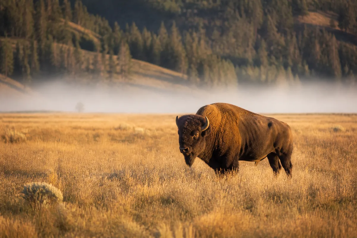 Animaux de Yellowstone aux Everglades : où les observer