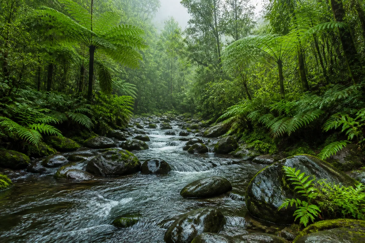 Forêt tropicale humide dense avec fougères arborescentes et rivière en contrebas