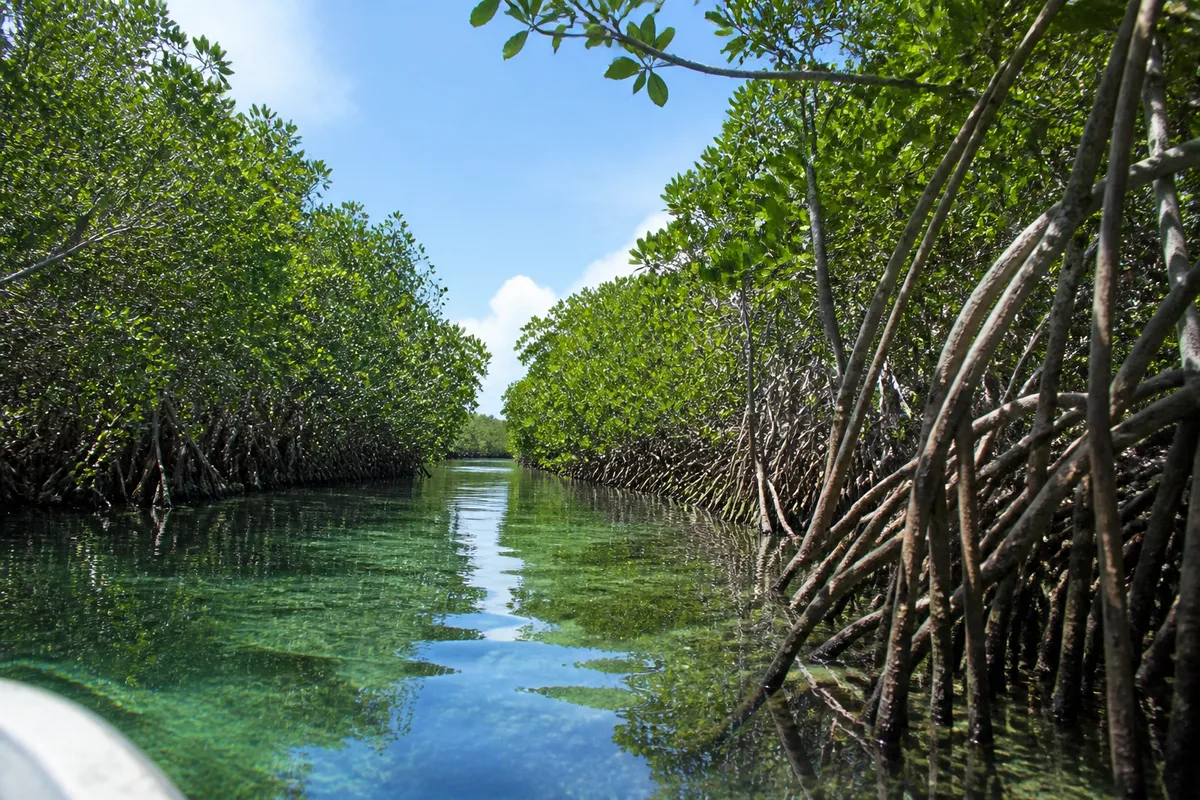 Mangrove et herbiers du Grand Cul-de-Sac Marin vus depuis un petit bateau