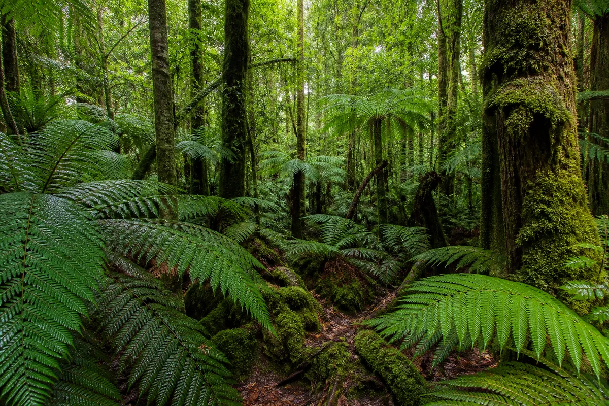 Parc national de la Guadeloupe : faune, flore et règles du visiteur