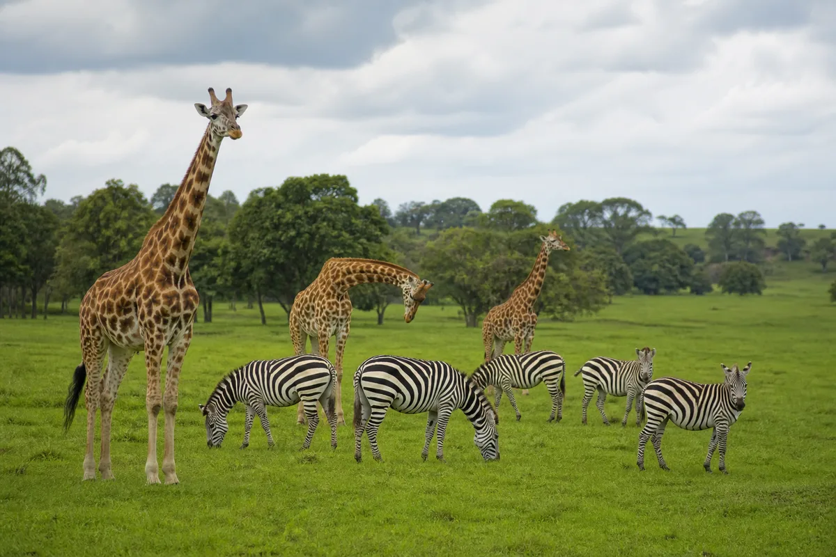 Troupeau de girafes et zèbres dans une vaste prairie de parc animalier