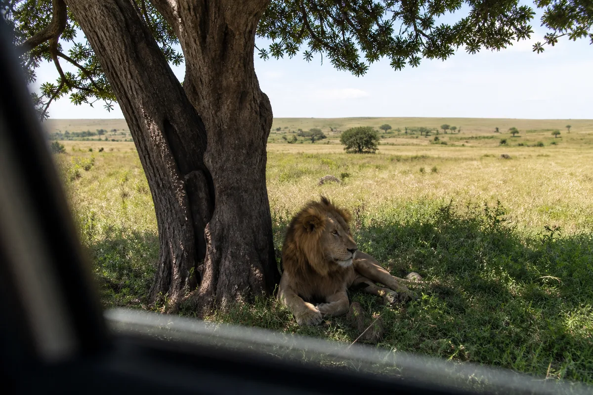 Lion couché à l’ombre d’un arbre observé depuis l’intérieur d’un véhicule