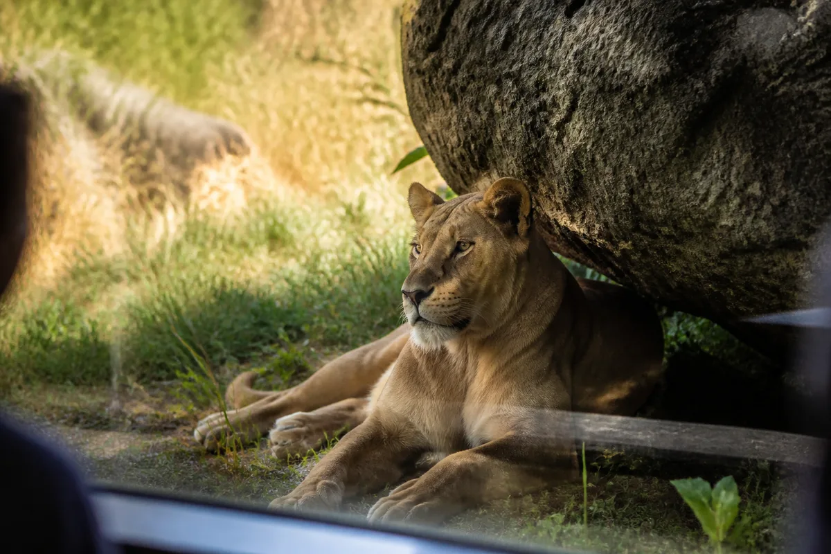 Lionne allongée à l’ombre observée depuis une baie vitrée de parc animalier